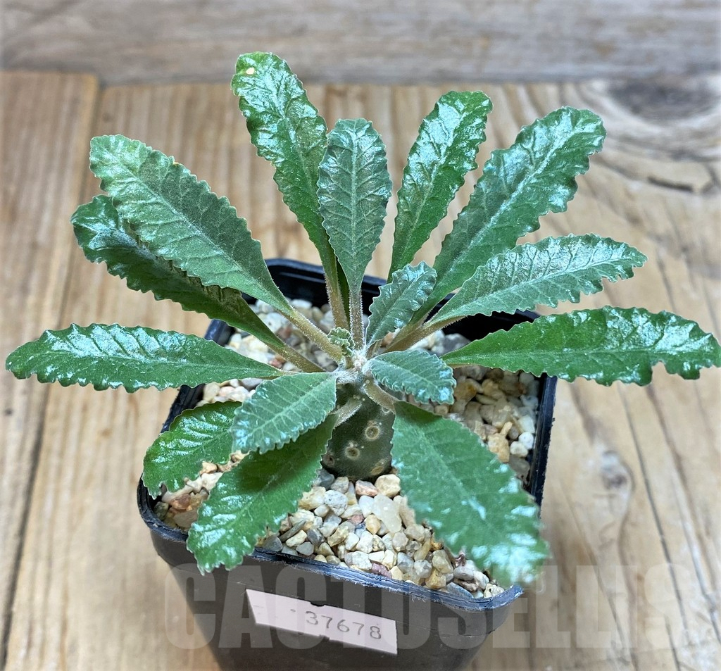 SHPR37678 Dorstenia lavrani - Зображення 2