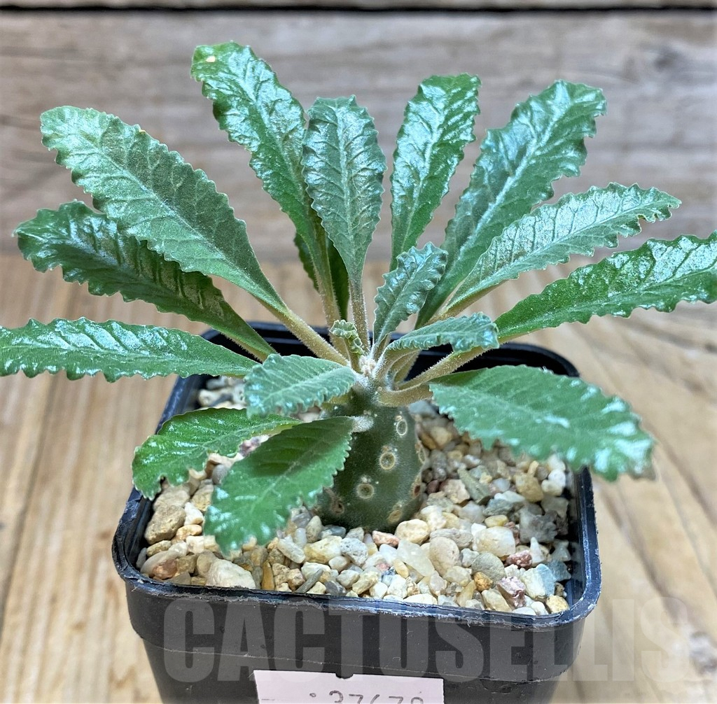 SHPR37678 Dorstenia lavrani