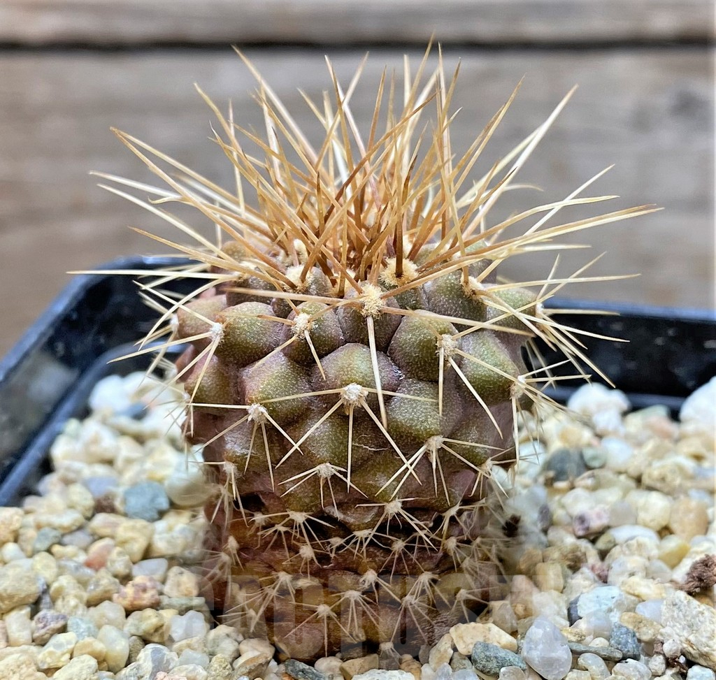 SHPR37655 Copiapoa gigantea -15km N. of Taltal- - Imagen 2