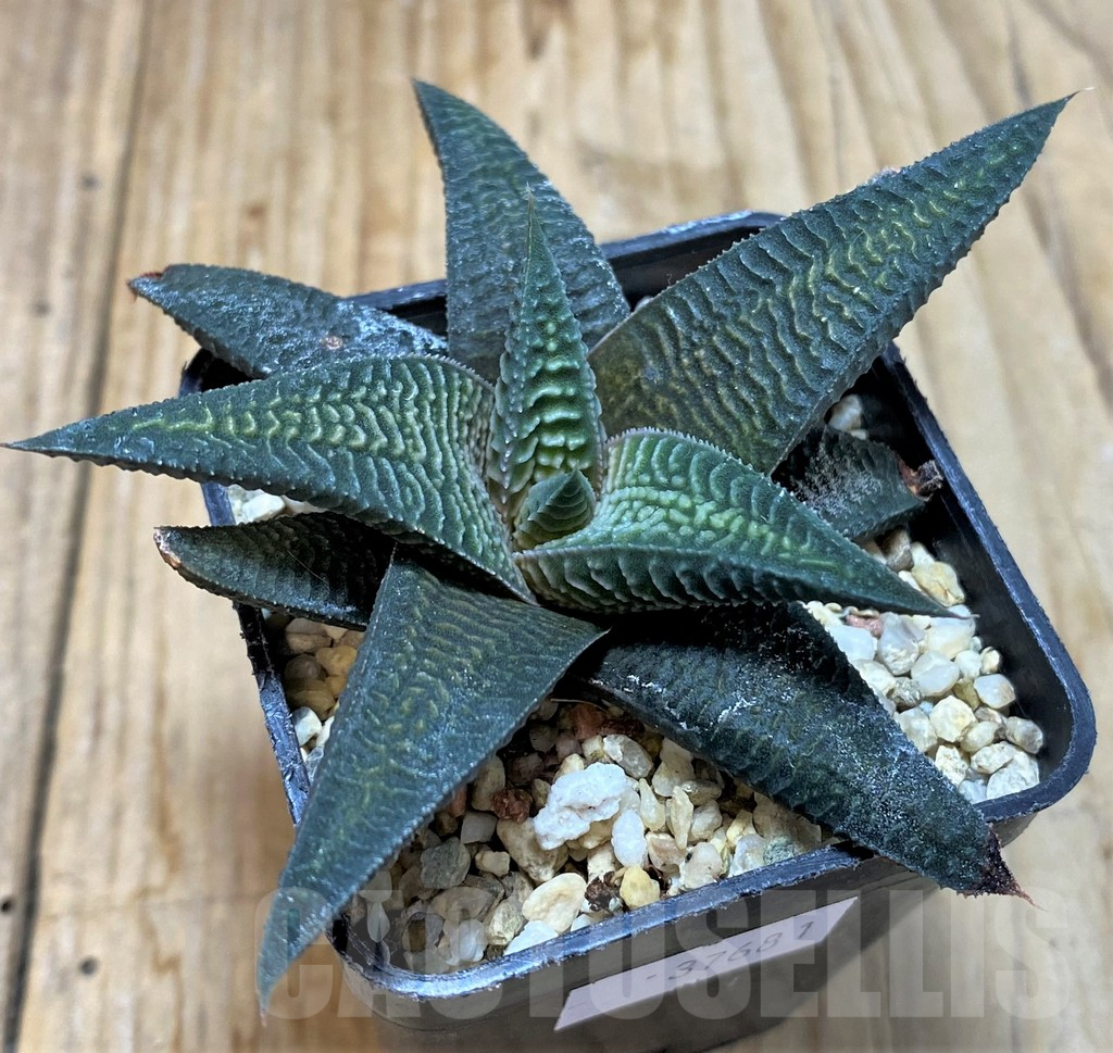 SHPR37681 Haworthia limifolia v. striata x koelmaniorum