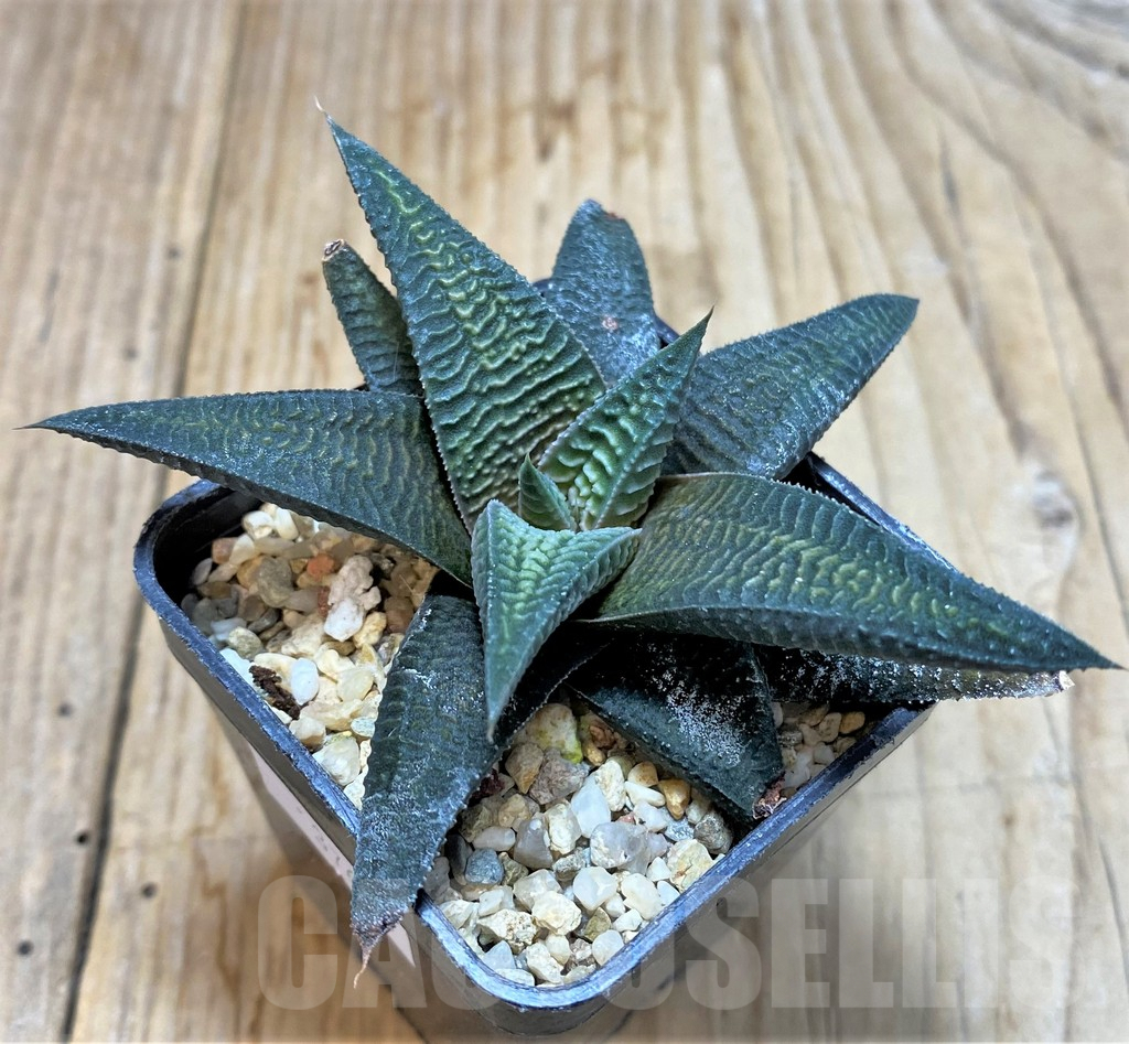 SHPR37681 Haworthia limifolia v. striata x koelmaniorum - Image 2