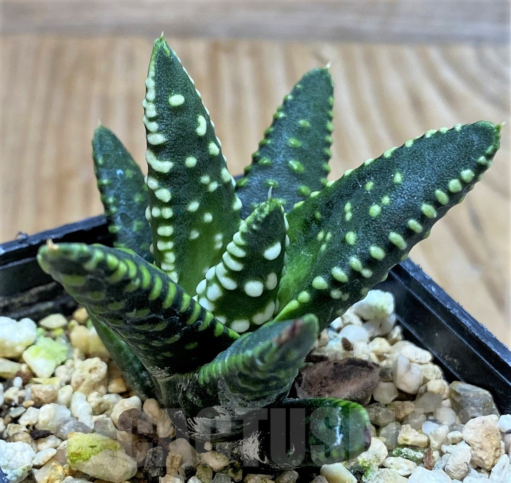 SHPR37683 Haworthia pumila ‘Emperor’, seedling - Image 2