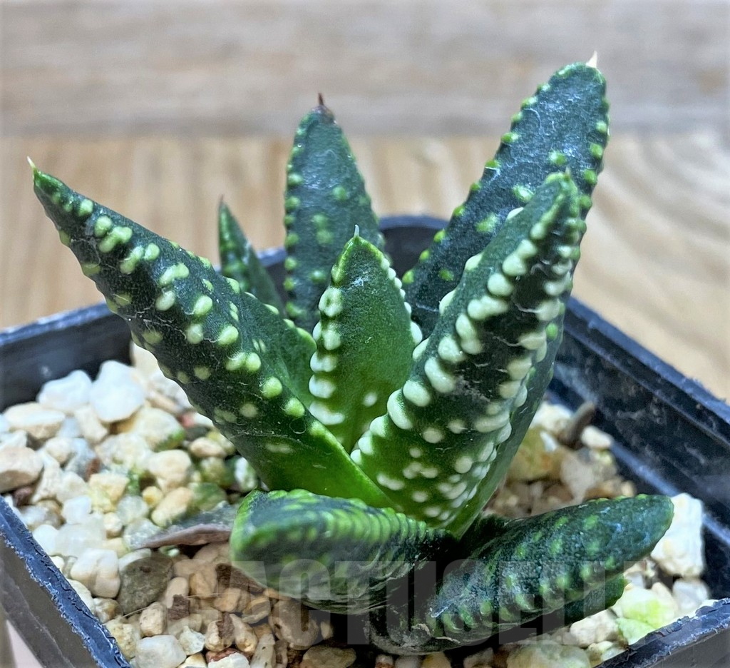 SHPR37683 Haworthia pumila ‘Emperor’, seedling