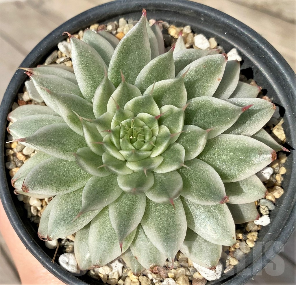 SHPR36343 Echeveria 'Silver star brocade' - Image 2