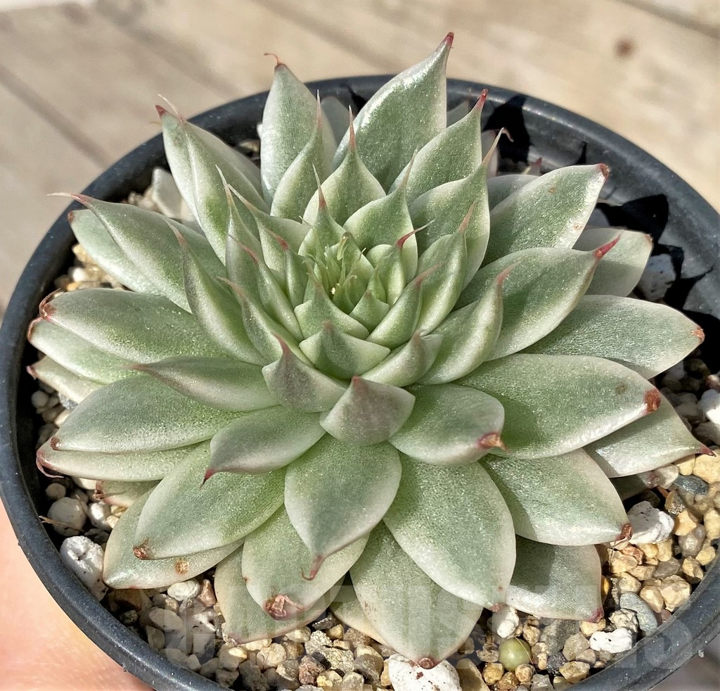 SHPR36343 Echeveria 'Silver star brocade'