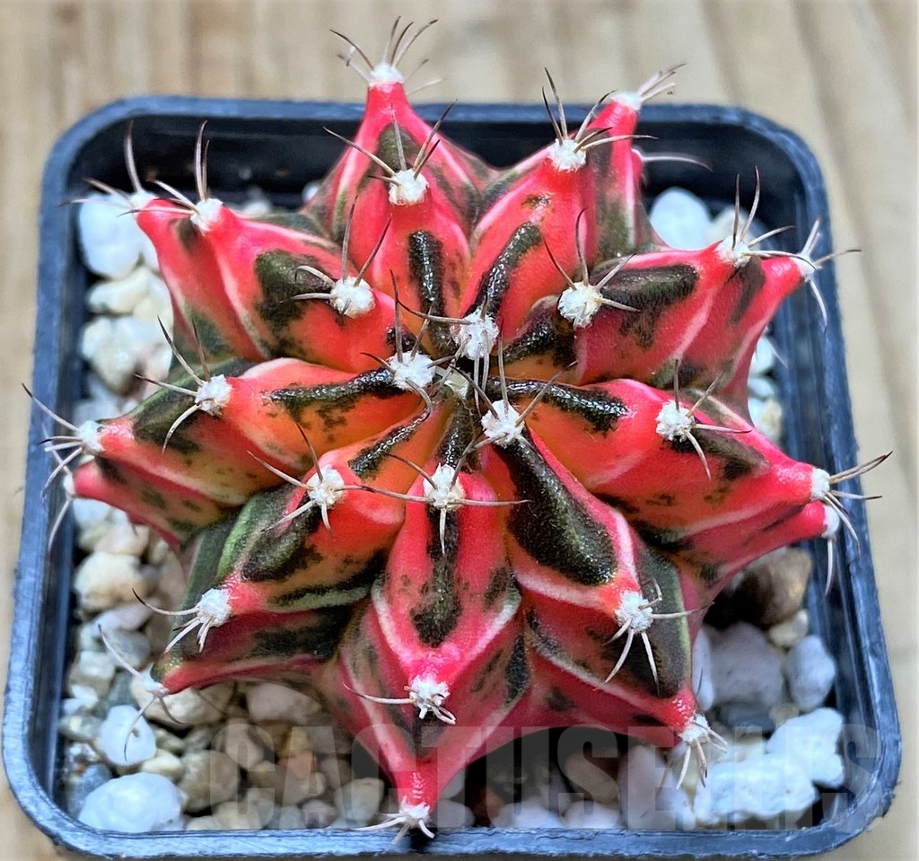SHPR36153 Gymnocalycium mihanovichii f. variegata -Japan-