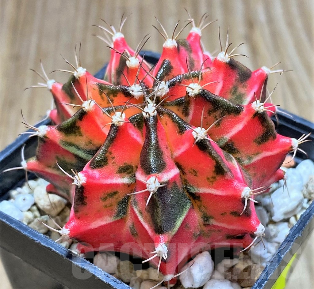 SHPR36153 Gymnocalycium mihanovichii f. variegata -Japan- – Image 2