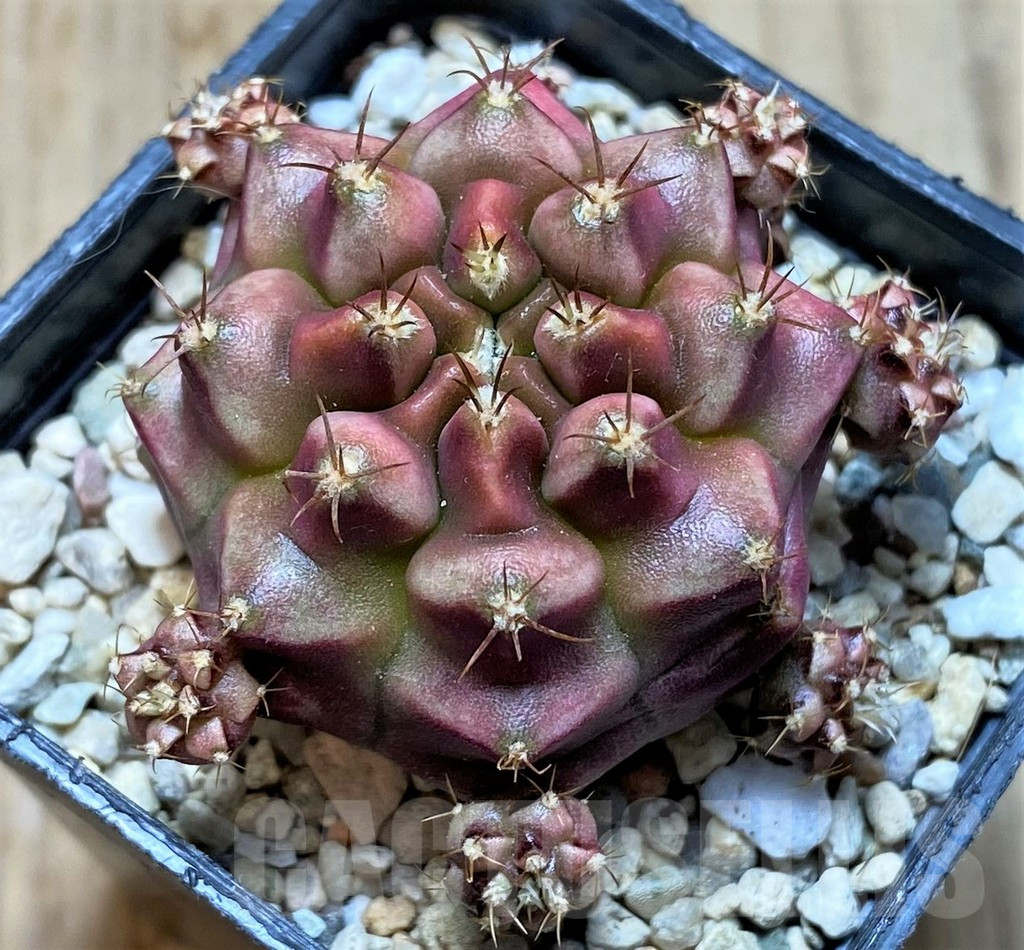 SHPR35898 Gymnocalycium mihanovichii ‘Kongjak’ seedling
