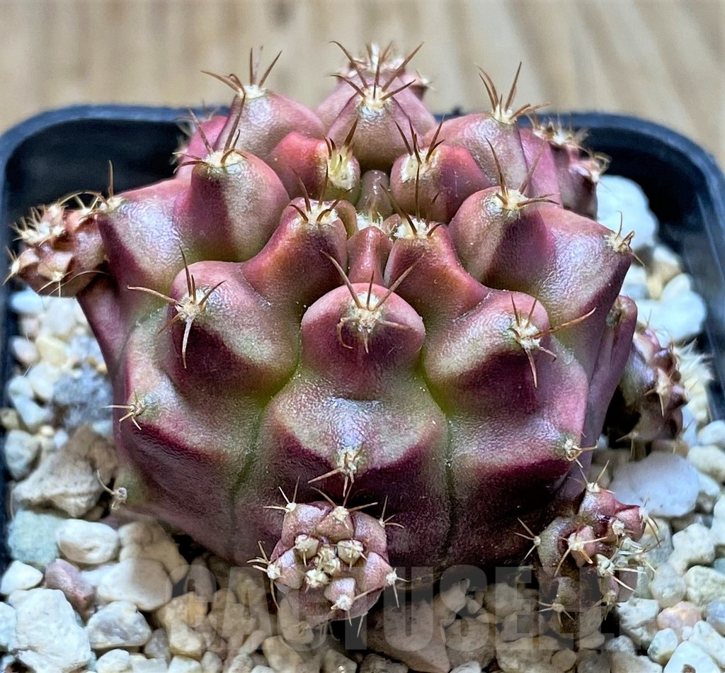 SHPR35898 Gymnocalycium mihanovichii ‘Kongjak’ seedling – Bild 2