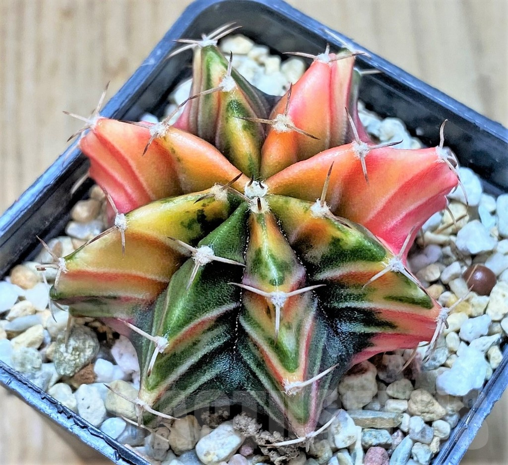 SHPR36237 Gymnocalycium friedrichii f. variegata, seedling