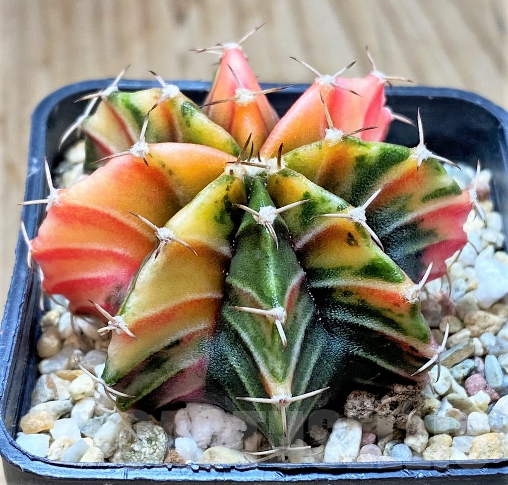 SHPR36237 Gymnocalycium friedrichii f. variegata, seedling - immagine 2