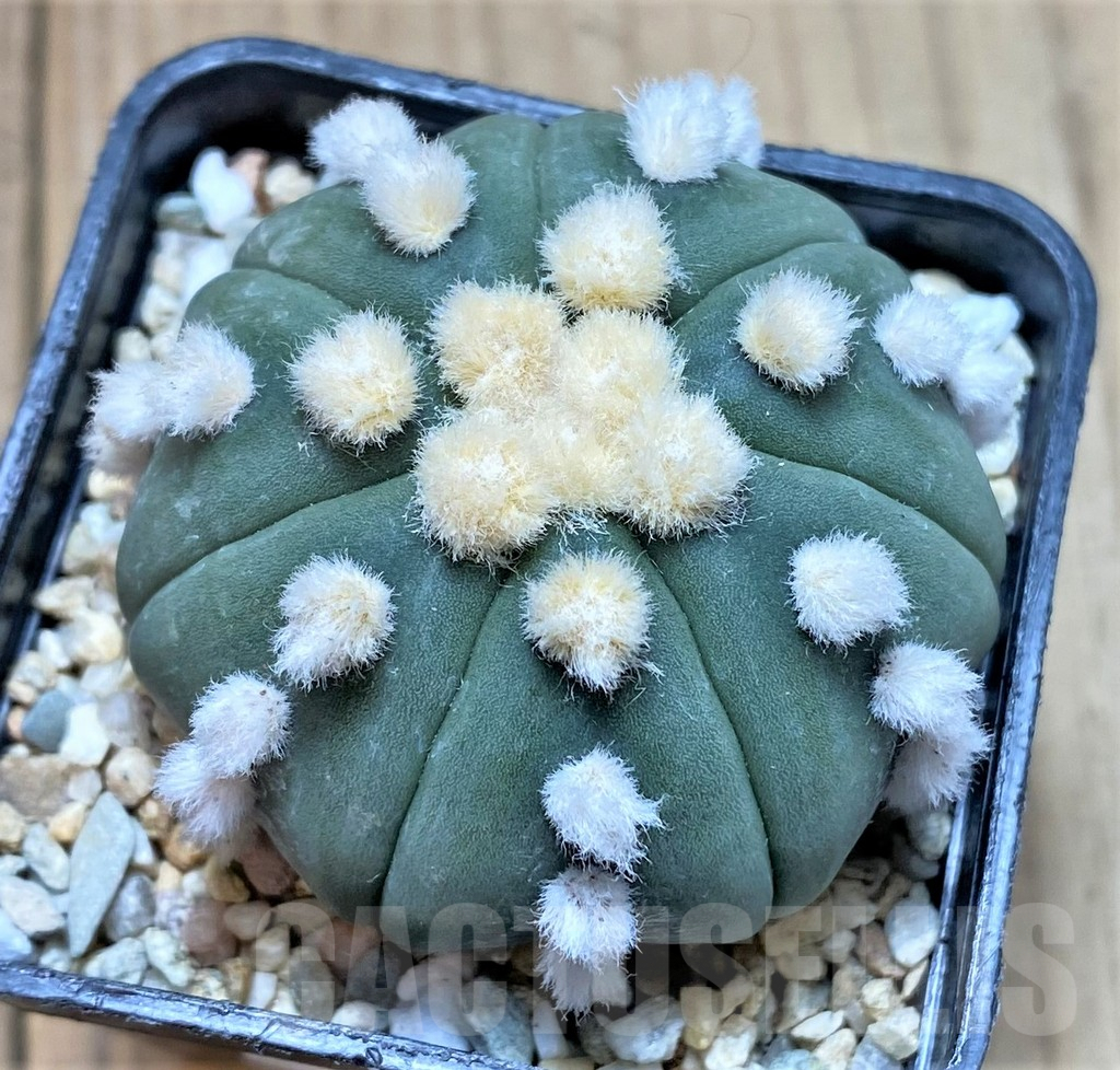 SHPR36187 Astrophytum asterias 'Ooibo'