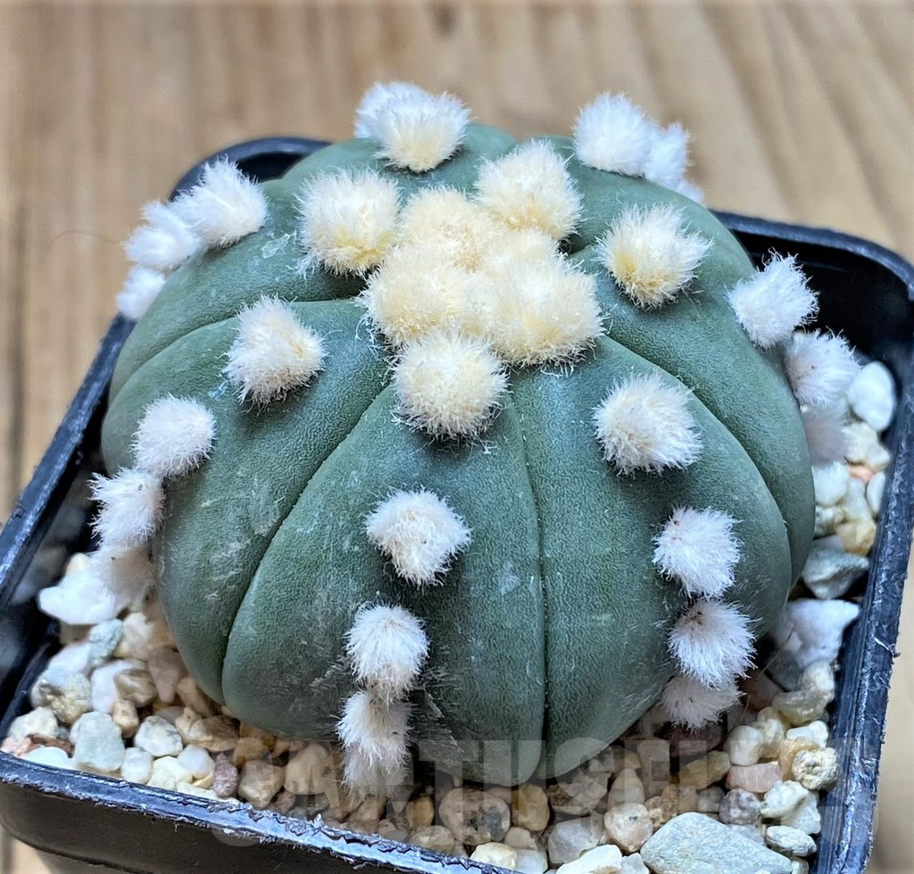 SHPR36187 Astrophytum asterias 'Ooibo' – Bild 2