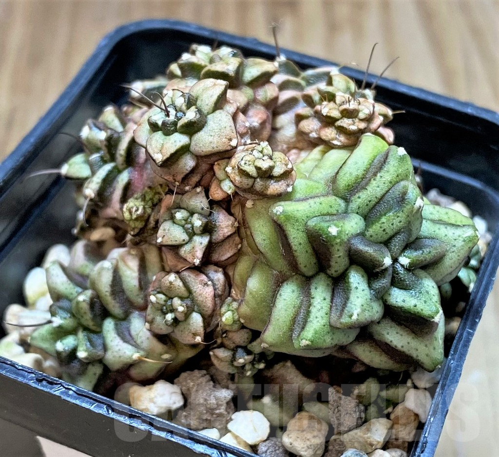 SHPR30827 Gymnocalycium mihanovichii ‘Transformer’, seedling – Bild 2