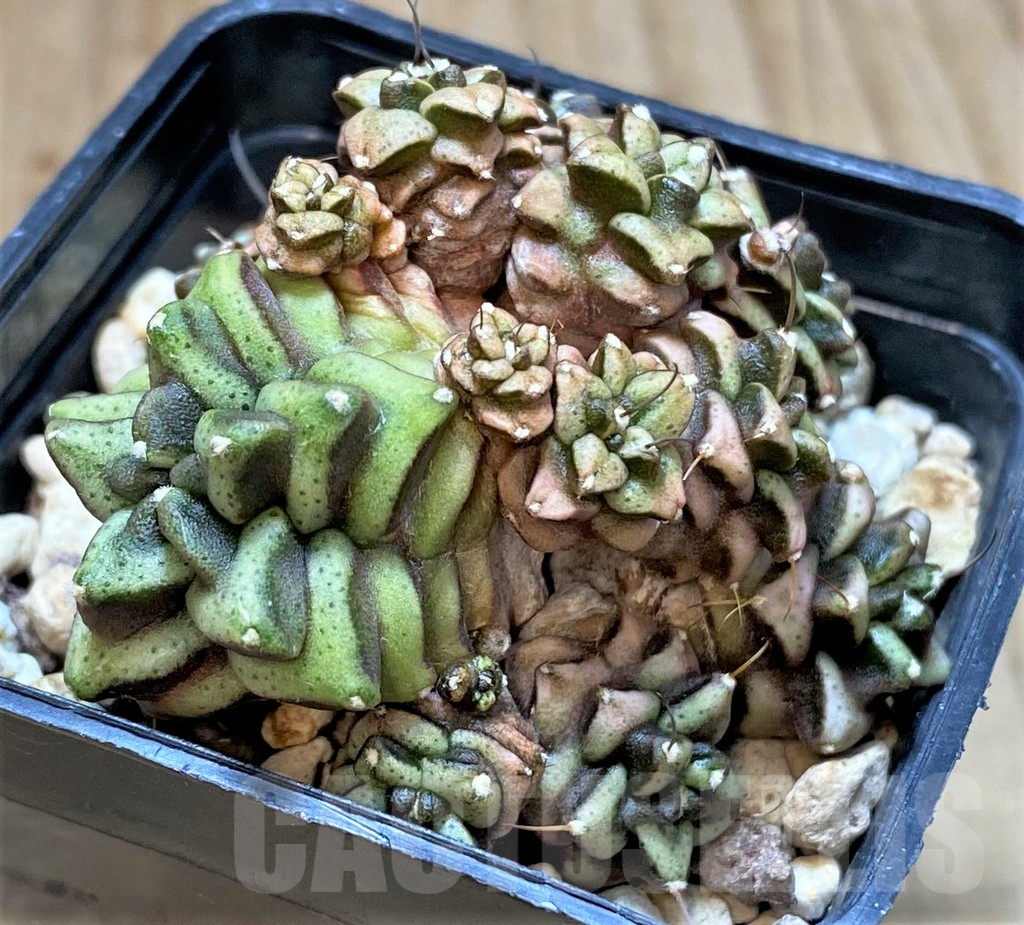 SHPR30827 Gymnocalycium mihanovichii ‘Transformer’, seedling