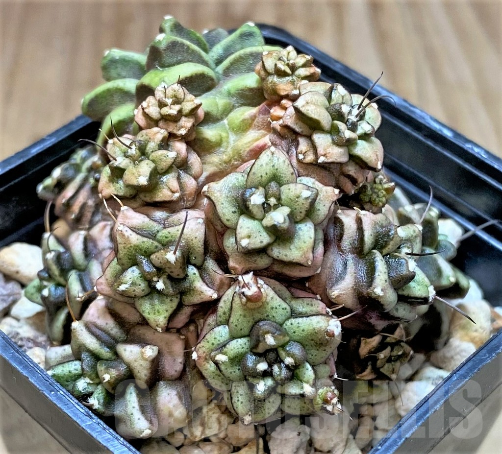 SHPR30827 Gymnocalycium mihanovichii ‘Transformer’, seedling – Bild 3