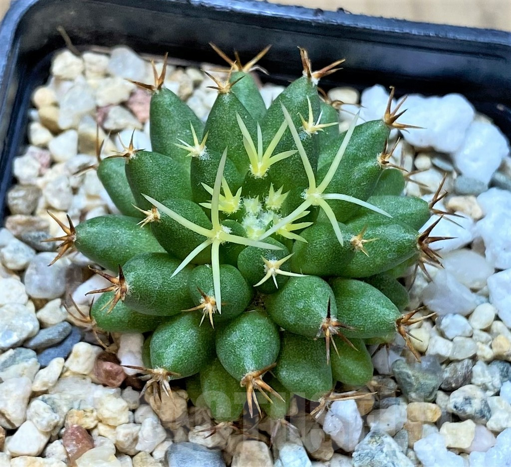 SHPR37380 Mammillaria camptotricha ‘Bru’ seedling