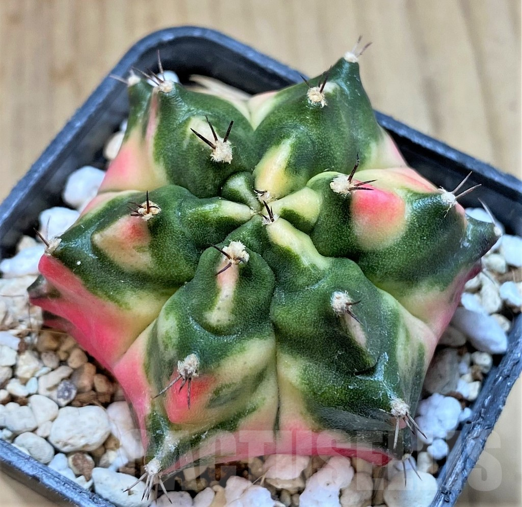 SHPR37053 Gymnocalycium mihanovichii ‘Matarada’
