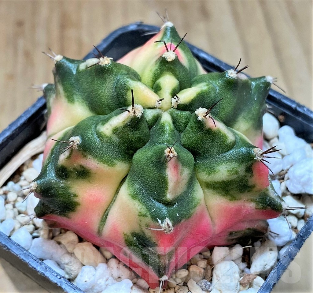 SHPR37053 Gymnocalycium mihanovichii ‘Matarada’ - Image 2