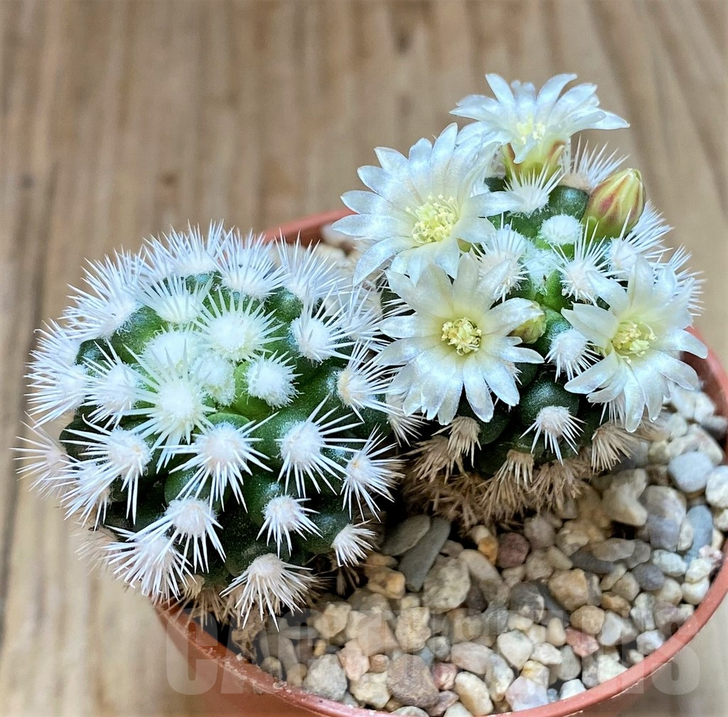 SHPR36739 Mammillaria gracilis 'Arizona Snowcap'