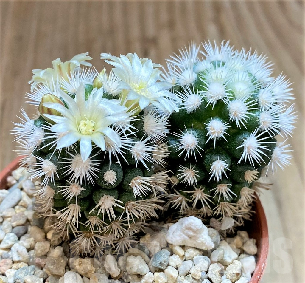 SHPR36739 Mammillaria gracilis 'Arizona Snowcap' - Image 2