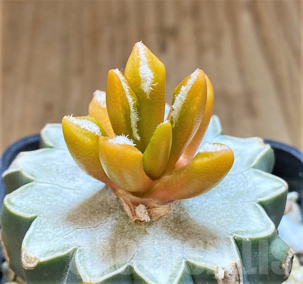 SHPR35882 Ariocarpus hybrid f. variegata, grafted - Image 2