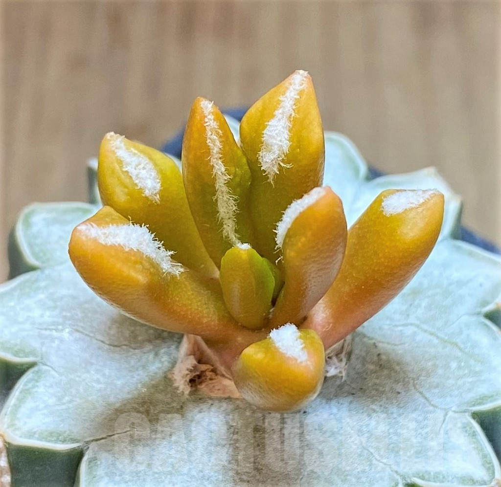 SHPR35882 Ariocarpus hybrid f. variegata, grafted