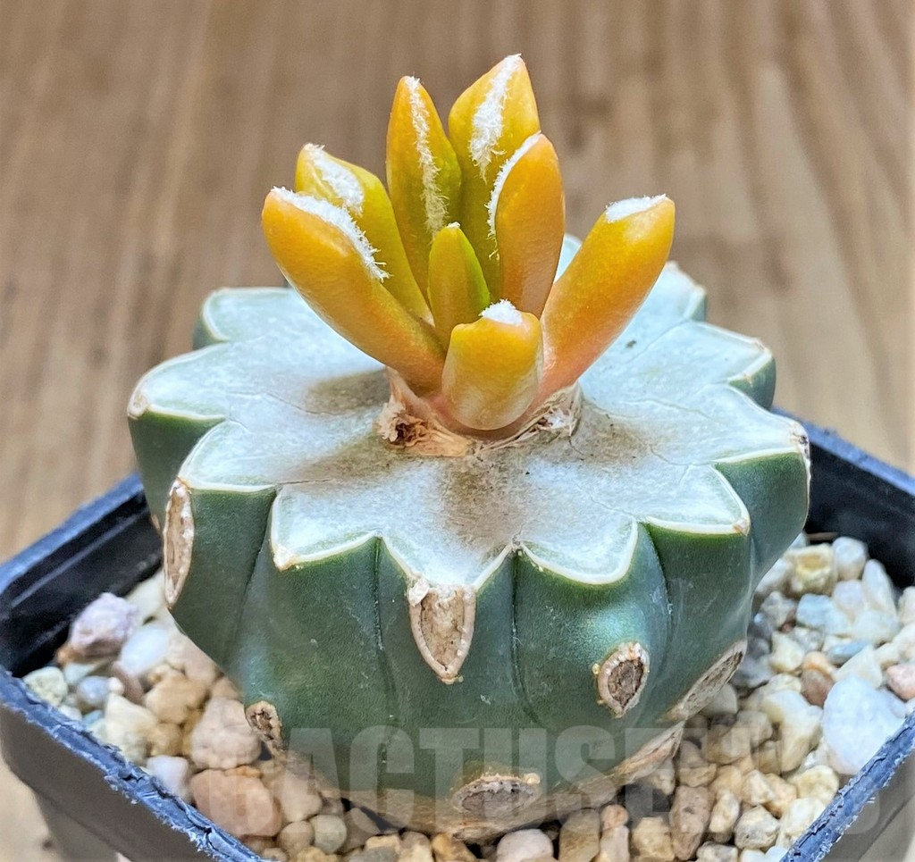 SHPR35882 Ariocarpus hybrid f. variegata, grafted - Image 3