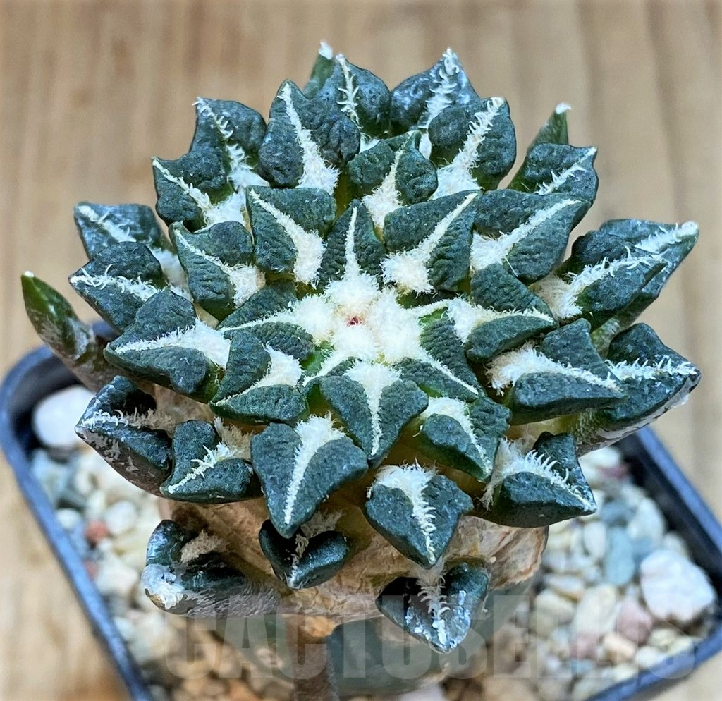 SHPR35929 Ariocarpus kotschoubeyanus v. elephantidens, grafted