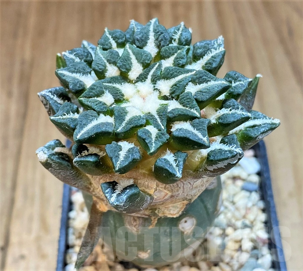 SHPR35929 Ariocarpus kotschoubeyanus v. elephantidens, grafted - immagine 2