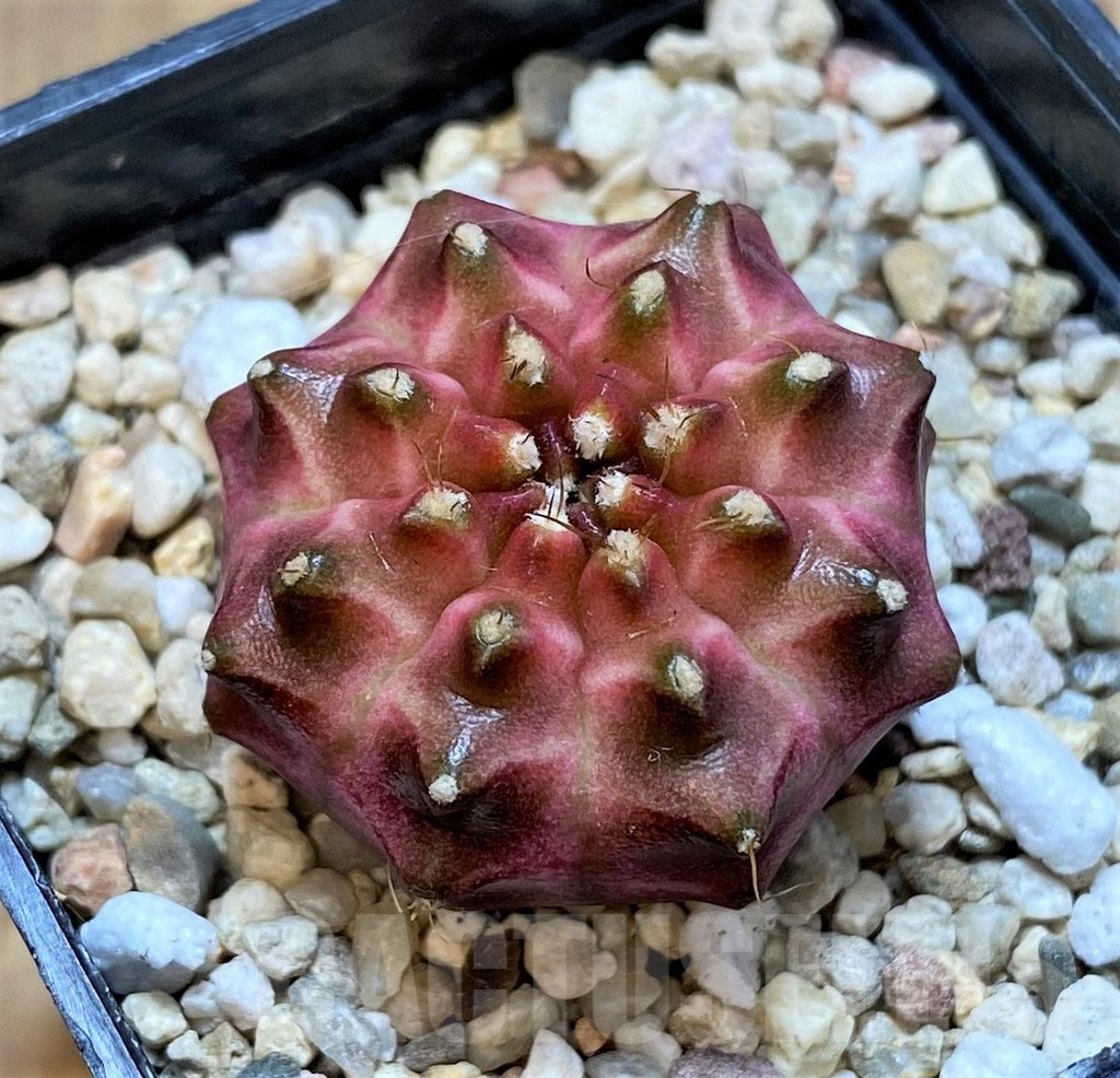 SHPR36382 Gymnocalycium mihanovichii ‘Neon’ hybrid seedling