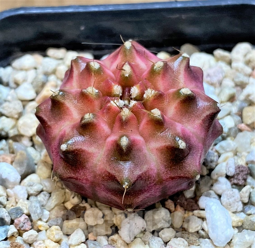 SHPR36382 Gymnocalycium mihanovichii ‘Neon’ hybrid seedling - Image 2