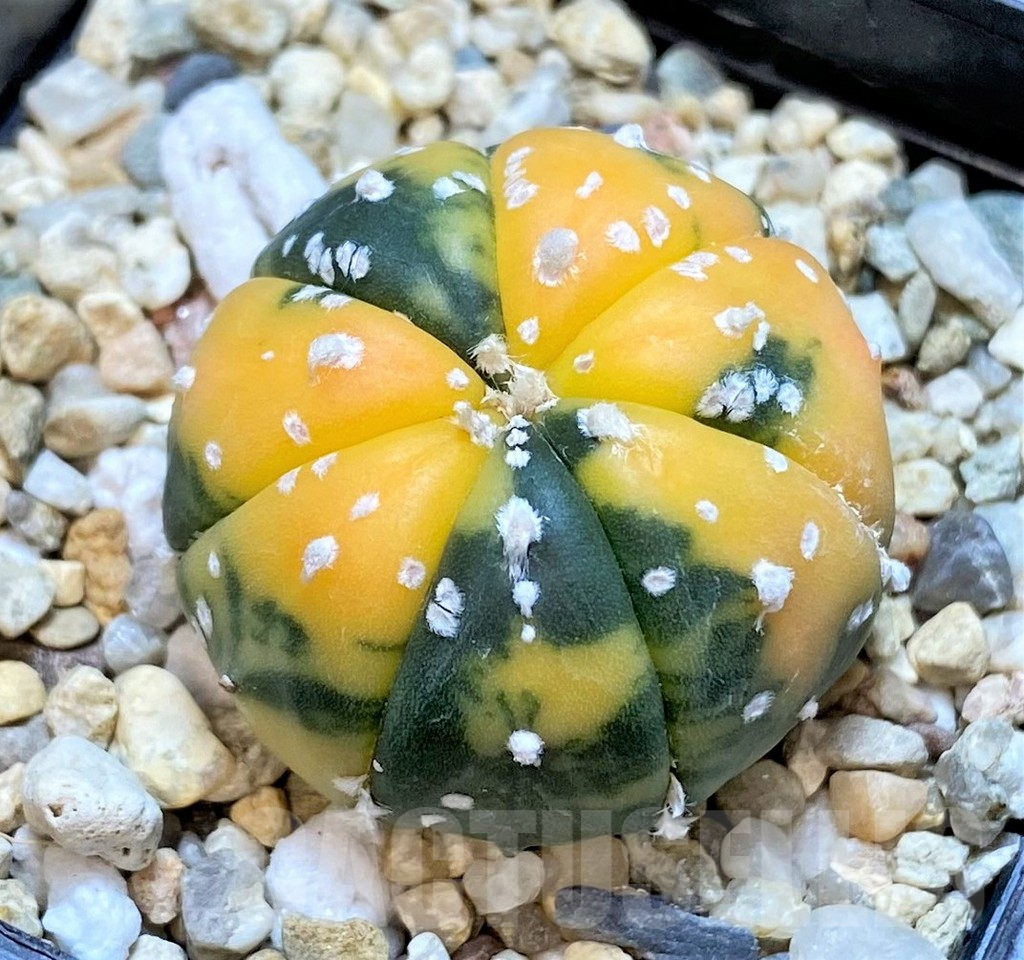 SHPR36277 Astrophytum asterias f. variegata