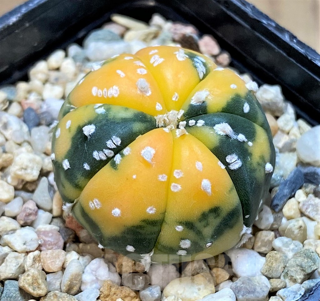 SHPR36277 Astrophytum asterias f. variegata - Obrázek 2