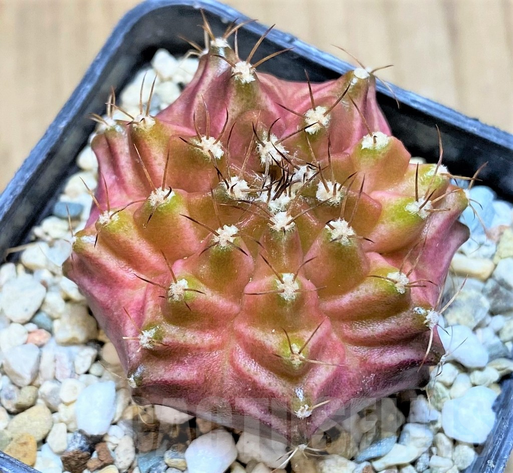 SHPR36381 Gymnocalycium mihanovichii ‘Neon’ hybrid seedling