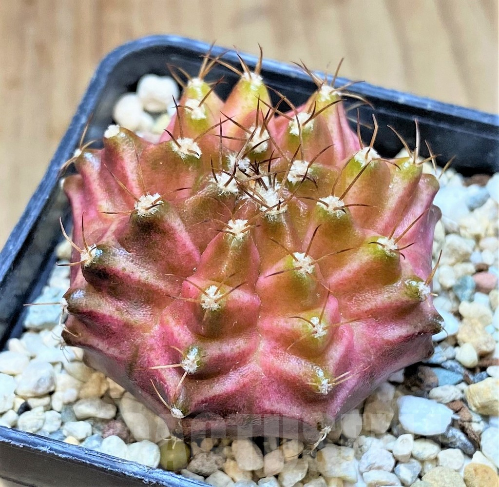 SHPR36381 Gymnocalycium mihanovichii ‘Neon’ hybrid seedling - Image 2