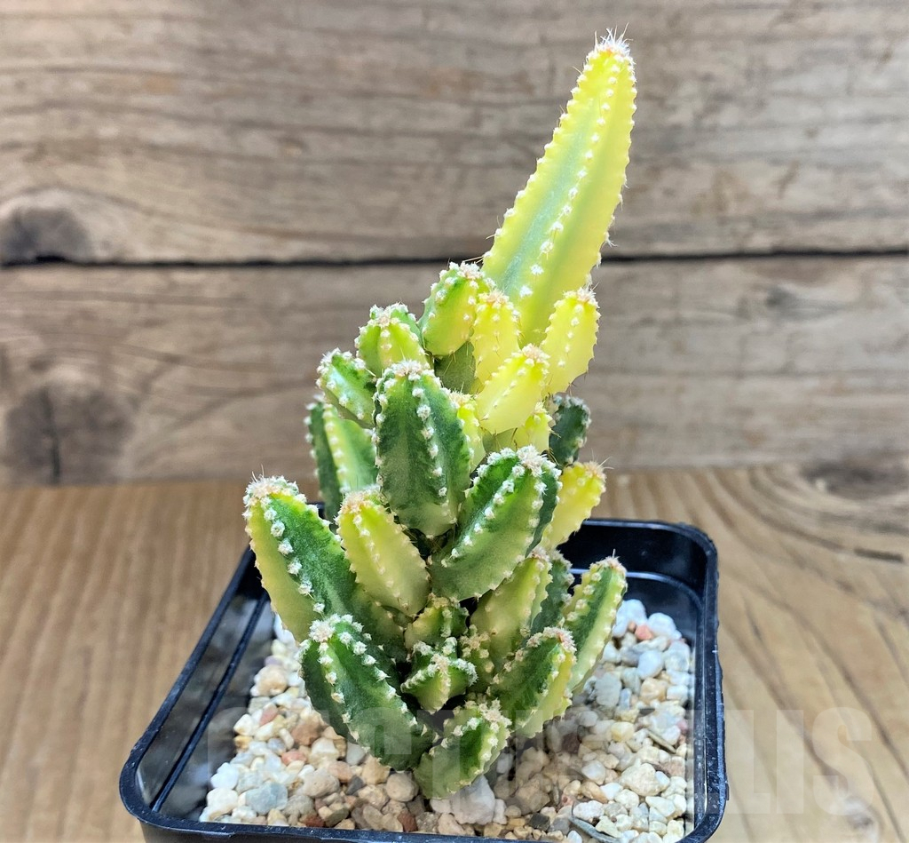 SHPR36021 Cereus tetragonus f. variegata