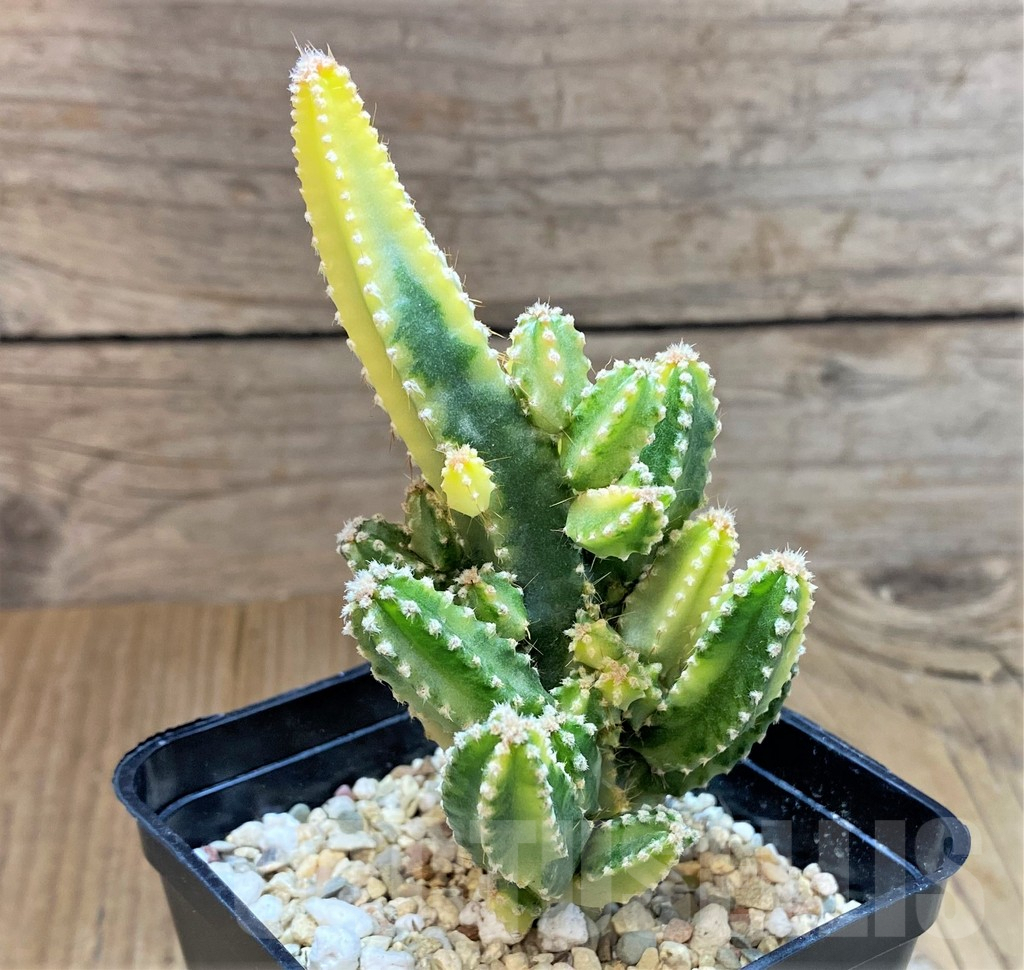 SHPR36021 Cereus tetragonus f. variegata - Image 2