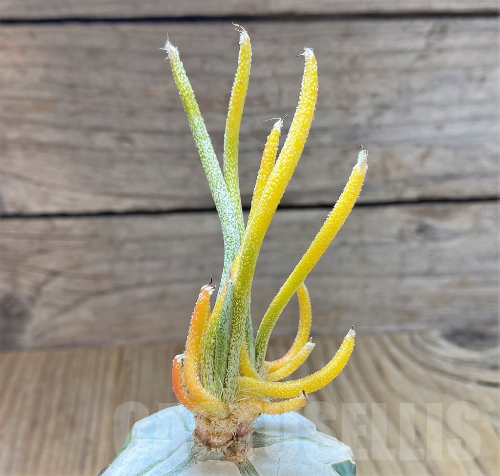 SHPR37894 Astrophytum caput-medusae f. variegata, grafted