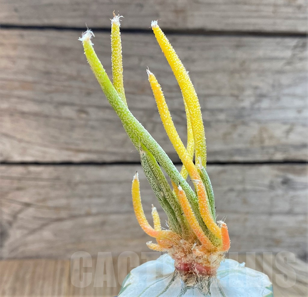 SHPR37894 Astrophytum caput-medusae f. variegata, grafted - Image 2