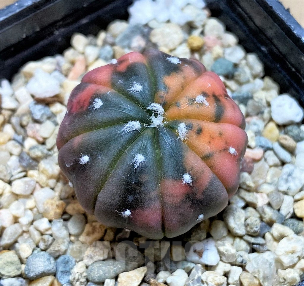 SHPR35973 Astrophytum asterias ‘Purple skin’ f. variegata – Bild 2
