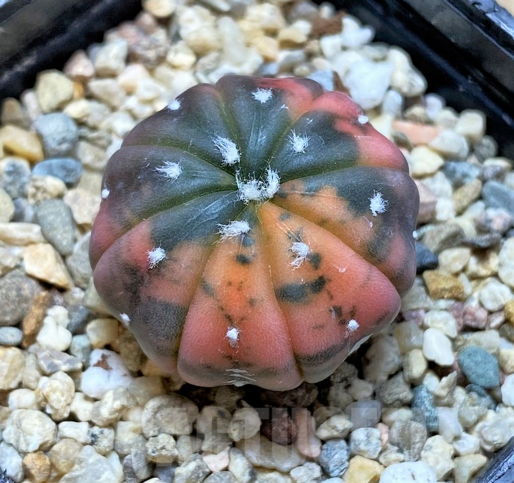 SHPR35973 Astrophytum asterias ‘Purple skin’ f. variegata