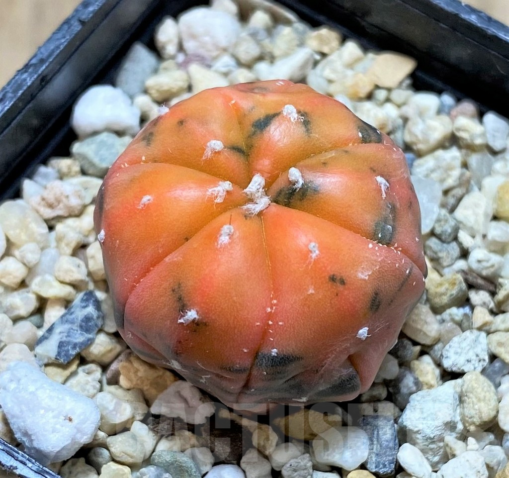 SHPR36044 Astrophytum asterias 'Red Purple Skin’ f. variegata – Bild 2