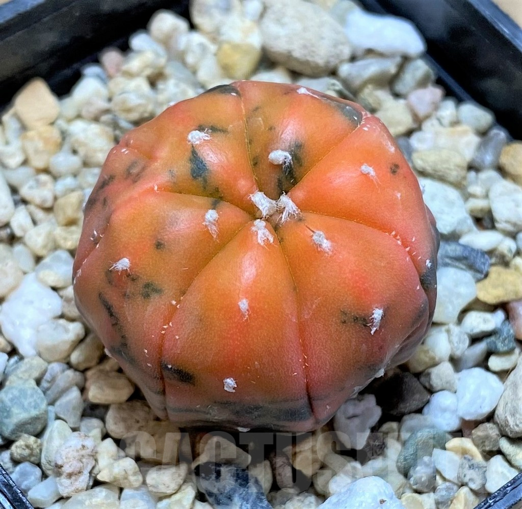 SHPR36044 Astrophytum asterias 'Red Purple Skin’ f. variegata