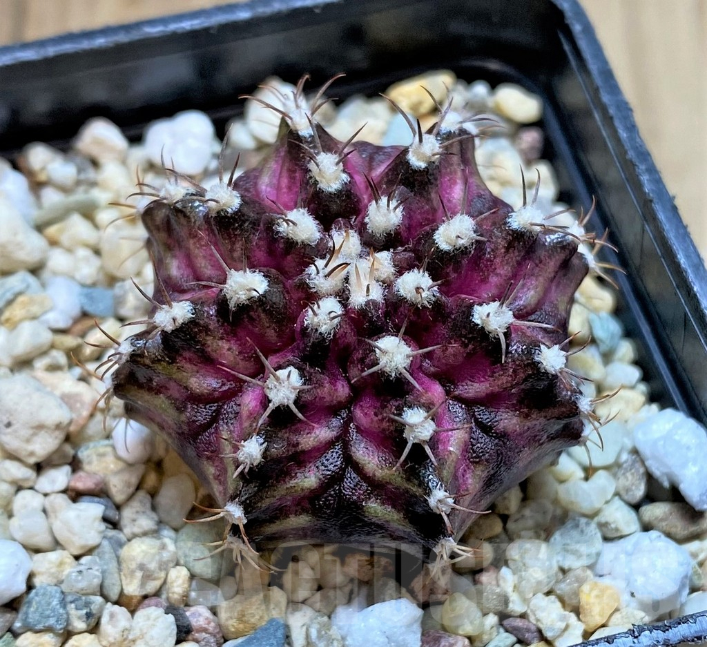 SHPR37118 Gymnocalycium mihanovichii T-rex hybrid seedling - Obrázek 2