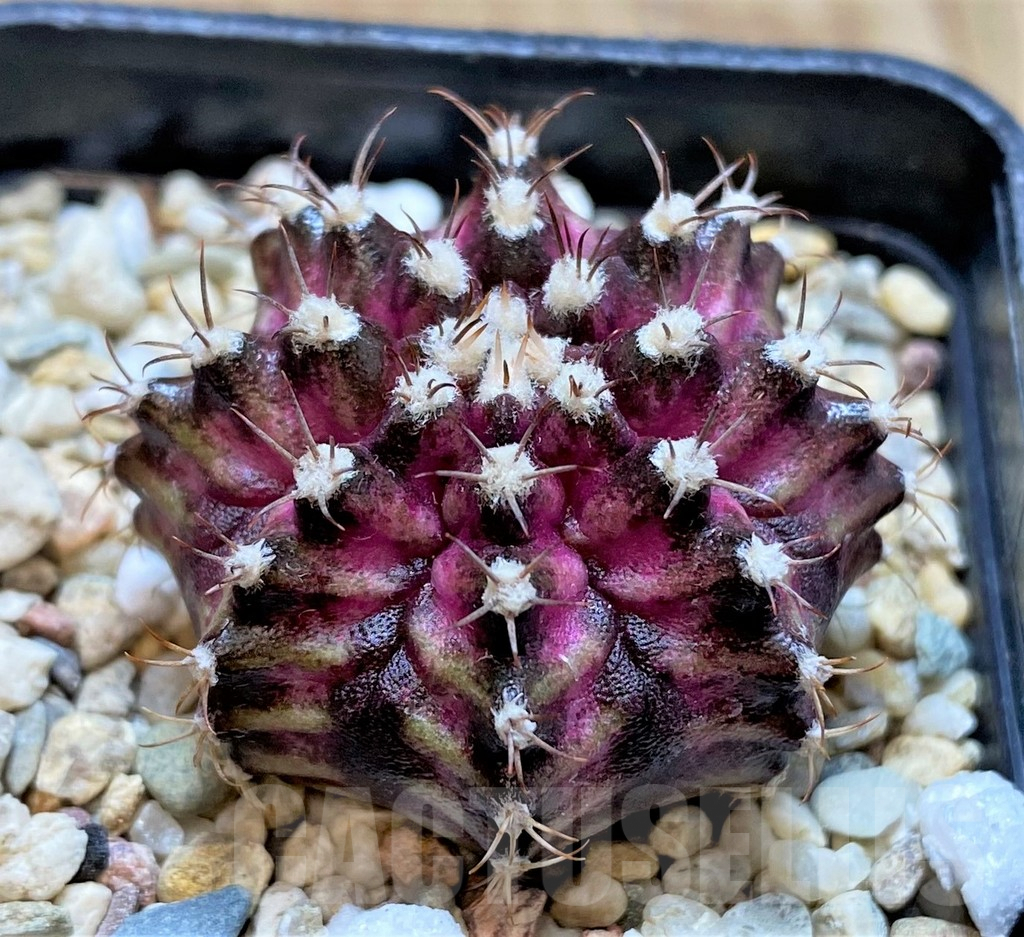 SHPR37118 Gymnocalycium mihanovichii T-rex hybrid seedling