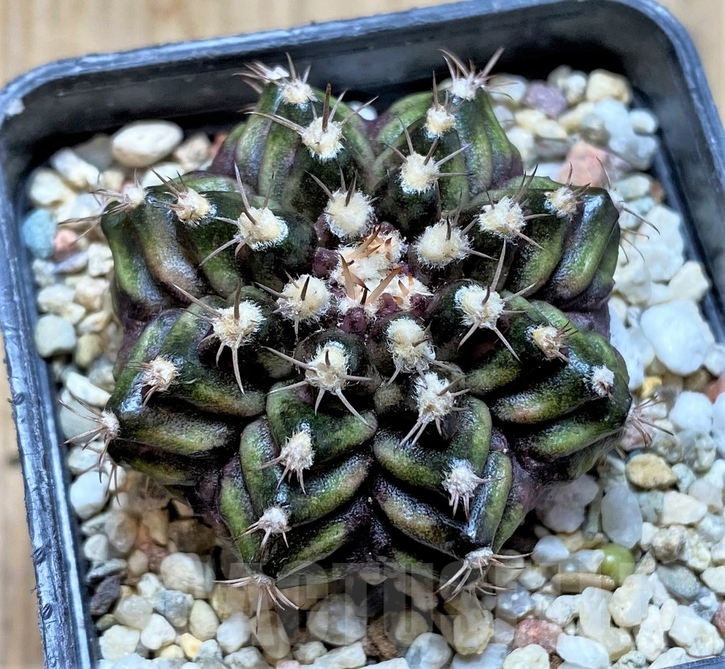 SHPR37045 Gymnocalycium mihanovichii T-rex