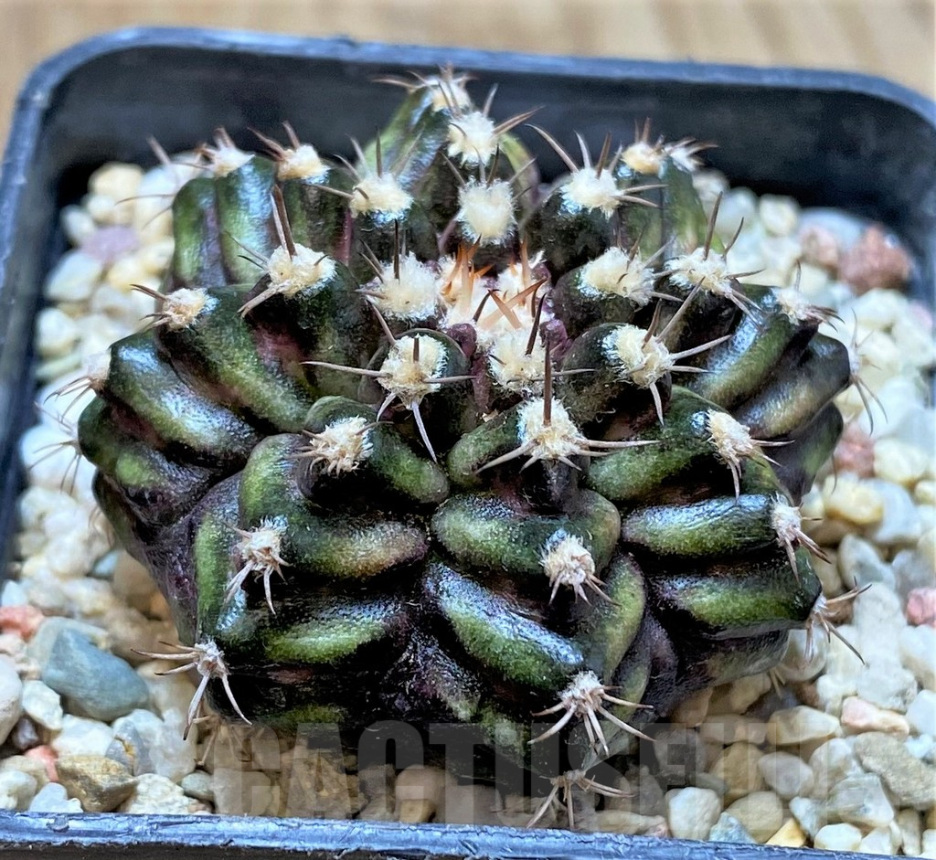 SHPR37045 Gymnocalycium mihanovichii T-rex - Image 2
