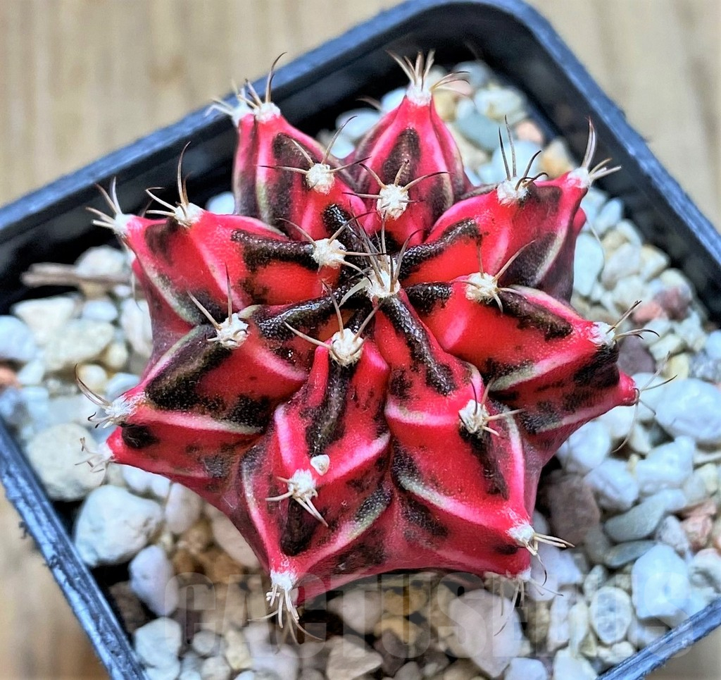 SHPR36729 Gymnocalycium mihanovichii f. variegata -Japan-