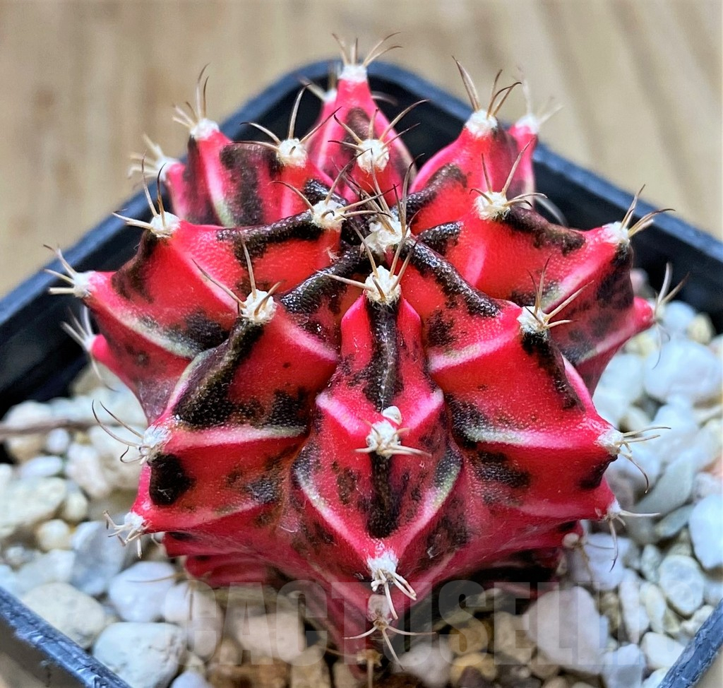 SHPR36729 Gymnocalycium mihanovichii f. variegata -Japan- - Image 2